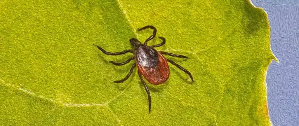 Co oznacza sen o kleszczach? Symbolika i interpretacja snu