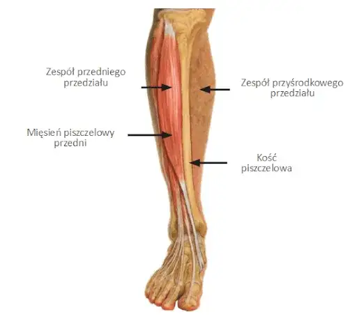Mięśnie piszczeli - budowa, funkcje oraz najczęstsze urazy i leczenie