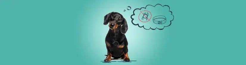 Od kiedy można założyć psu obrożę przeciwpchelną i co warto wiedzieć?