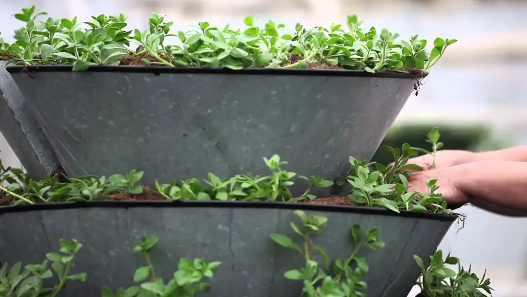 Jak zrobić kwietnik kaskadowy, aby uniknąć typowych błędów w ogrodzie