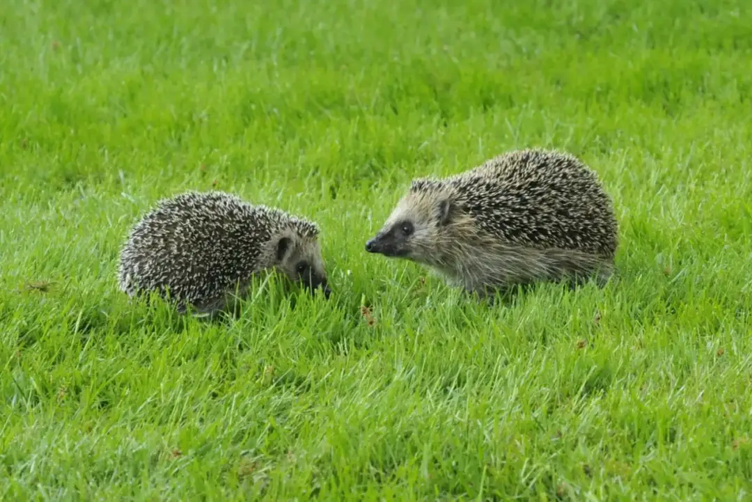 Jak rozmnażają się jeże? Cykl życiowy i praktyczna pomoc