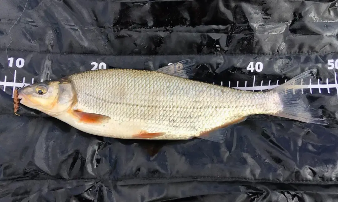 Skuteczne przynęty na białoryb, które zwiększą Twoje szanse na sukces