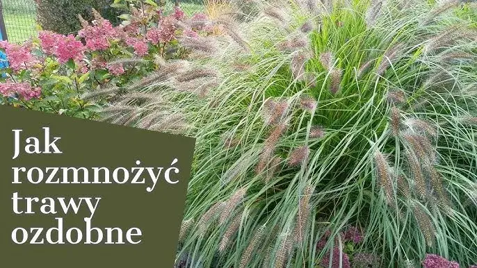 Jak kwitnie trawa – odkryj tajemnice rozmnażania i cyklu życia