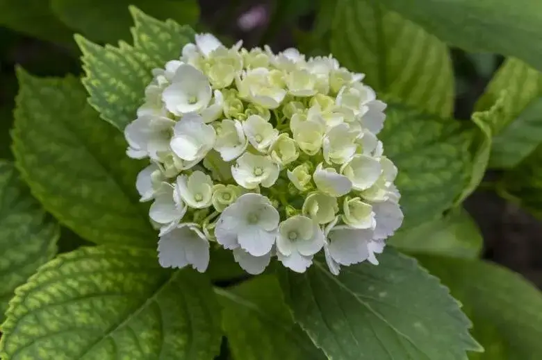 Dlaczego hortensja dębolistna nie kwitnie? Oto najczęstsze przyczyny