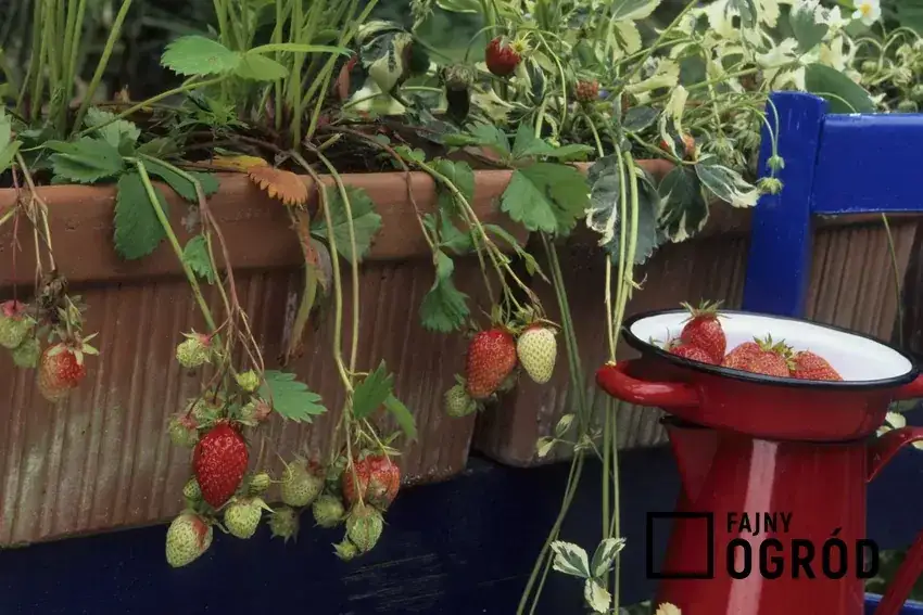 Kiedy sadzić truskawki na balkonie, aby uniknąć błędów i przymrozków