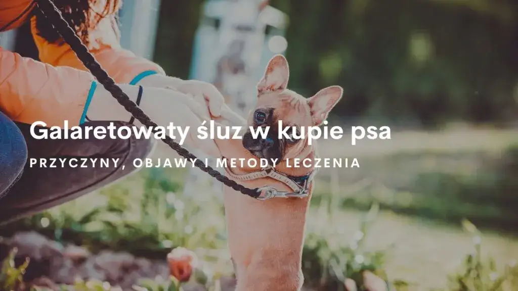 Co oznacza galaretowata kupka u psa - przyczyny i skuteczne leczenie