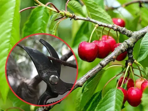 Sezon na czereśnie kiedy? Sprawdź, kiedy najlepiej zbierać czereśnie