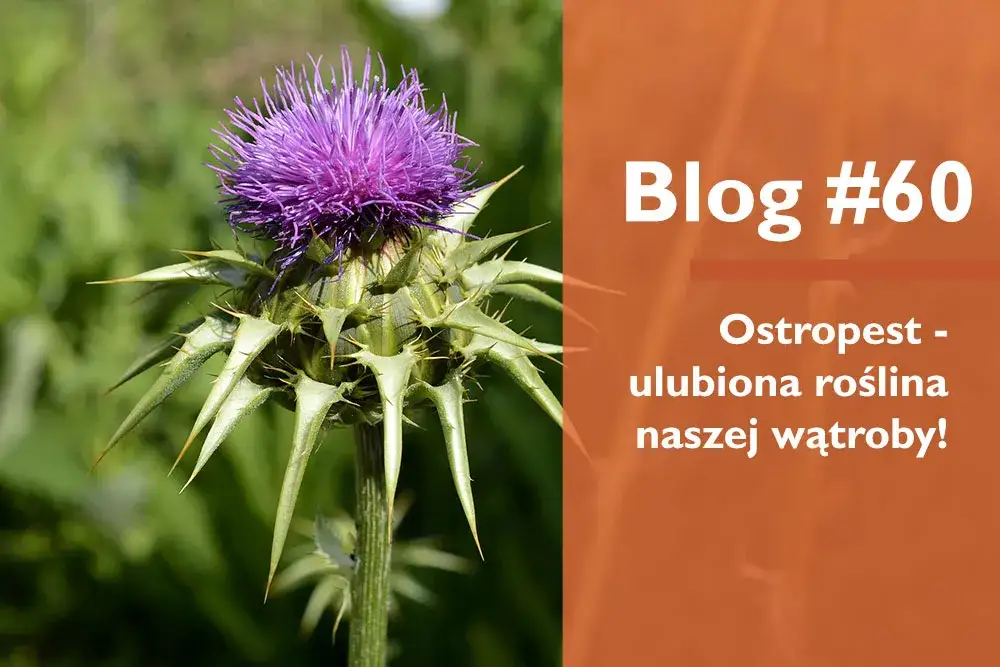 Jak zażywać ostropest mielony, aby wspierać zdrowie wątrobowe?