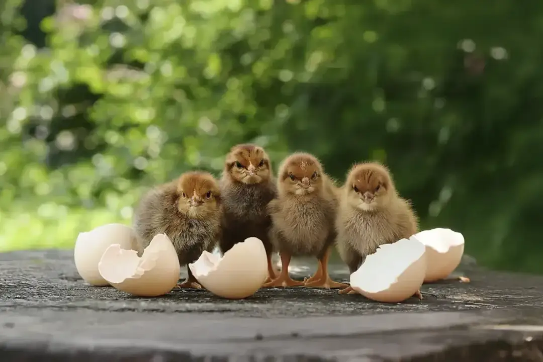 Jak karmić małe kurczaki? Błędy, które mogą zaszkodzić twojemu stadku