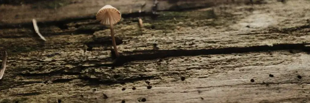 Opalanie desek: Co daje? Trwałość, estetyka, ekologia.