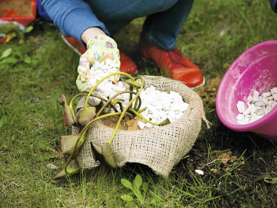 Jak sadzić lilie wodne w doniczce - proste kroki i najczęstsze błędy