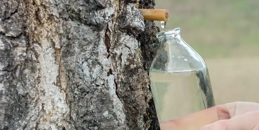 Sok z brzozy kiedy? Poznaj najlepszy czas na zbiór soku
