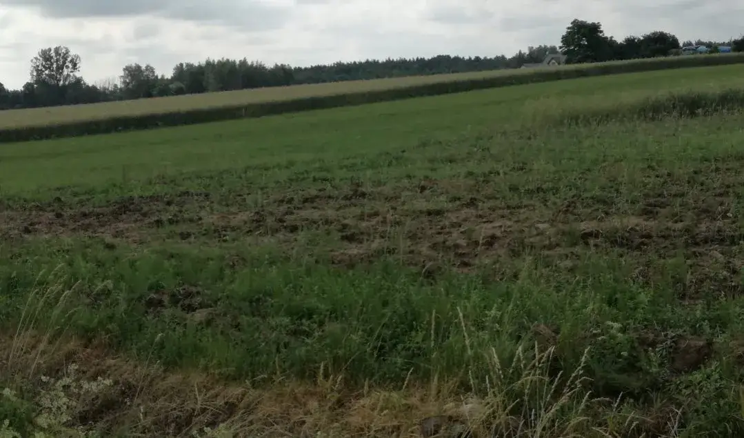 Grunty orne: Co to? Klasy, odrolnienie i przyszłość Twojej ziemi