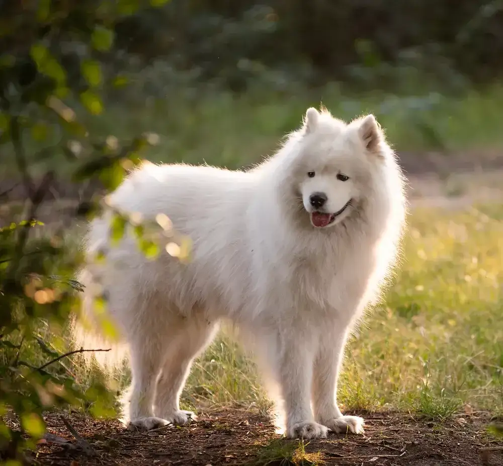 Samoyed czy gubi sierść? Odkryj prawdę o linieniu i pielęgnacji