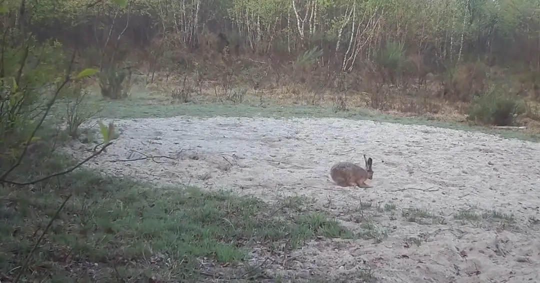 Jak szybko biega zając? Zaskakujące fakty o jego prędkości