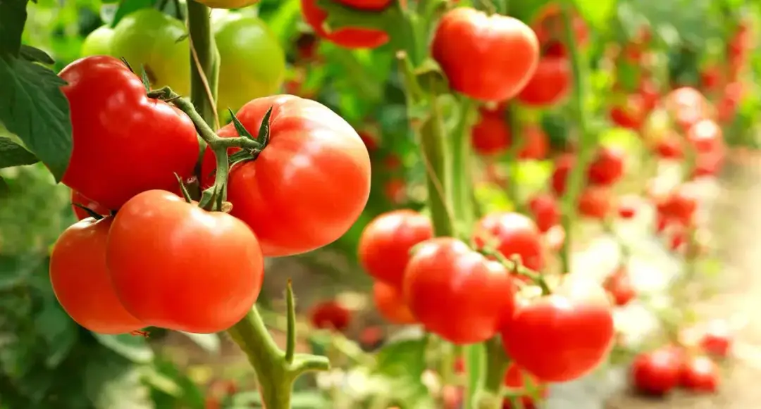Jak siać pomidory do gruntu: 5 kroków do bujnych plonów