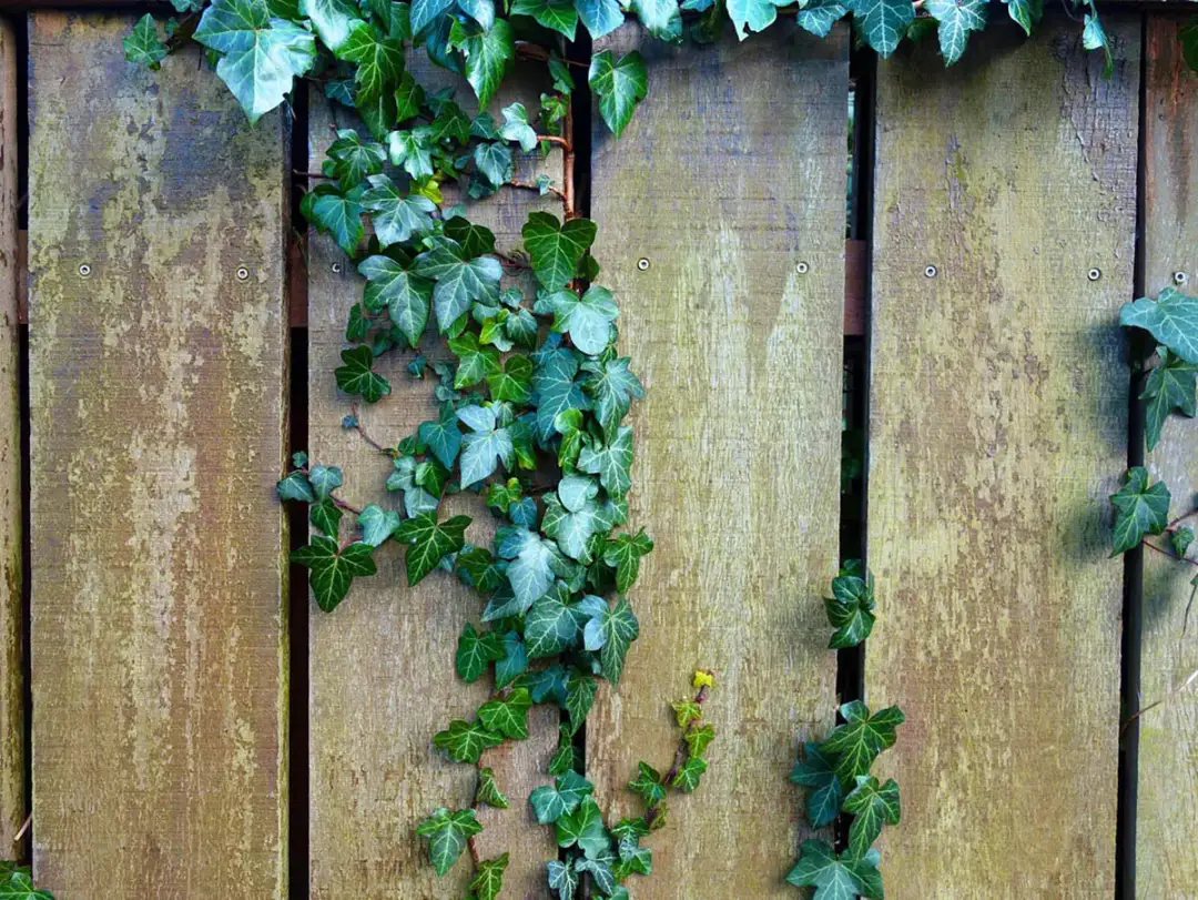 Jak sadzić bluszcz przy płocie, aby uniknąć błędów i uzyskać gęsty żywopłot