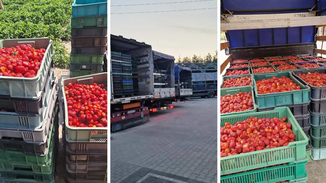 Ile kosztują truskawki na skupie? Zaskakujące ceny w 2025 roku