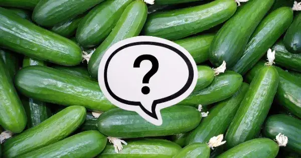 Czy pies może jeść ogórki gruntowe? Sprawdź, co musisz wiedzieć