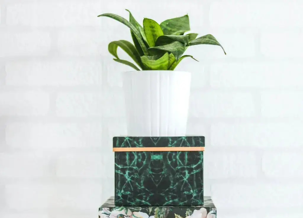 Jakie kwiaty na prezent? Najlepsze rośliny, które zachwycą każdego