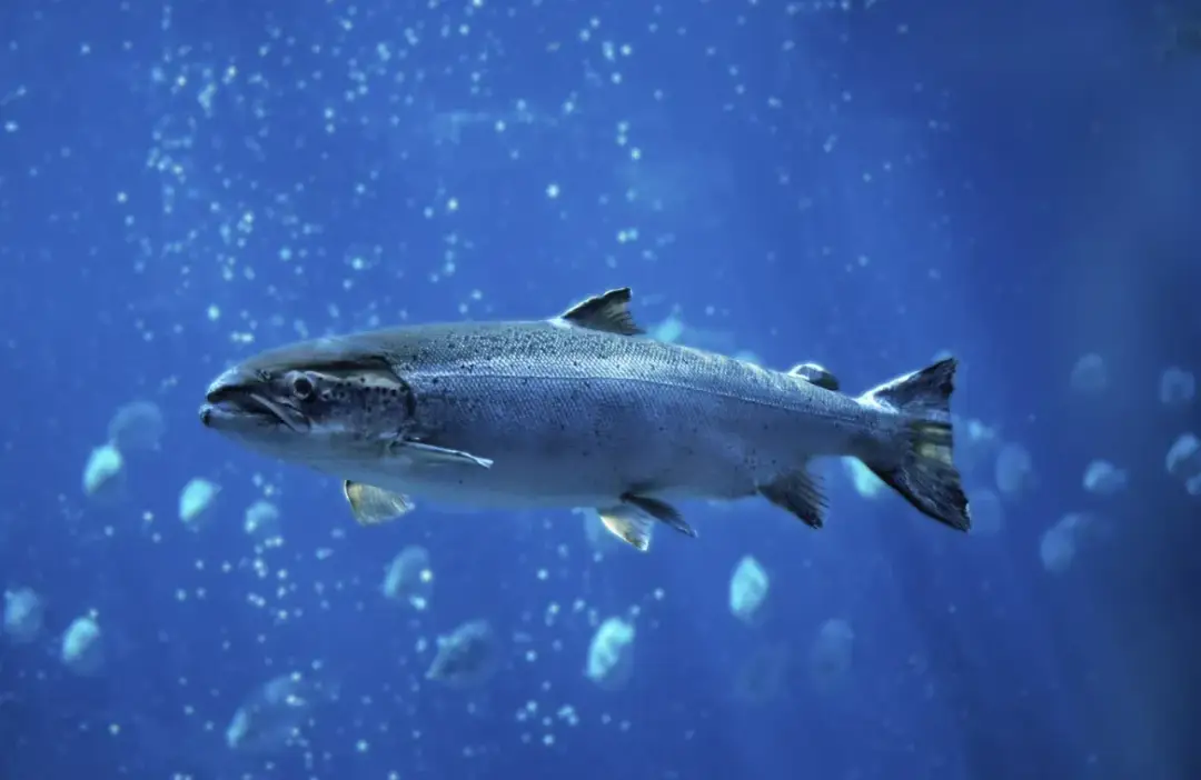 Czy łosoś występuje w Bałtyku? Fakty o jego obecności i siedliskach