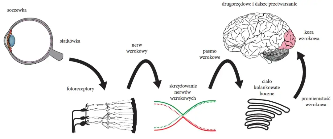 Jak działa narząd wzroku - zrozumienie procesu widzenia i anatomii
