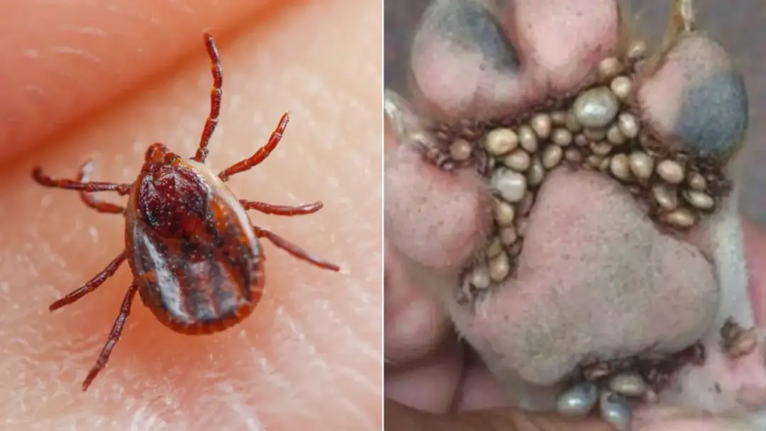 Jaja kleszcza w sierści psa? Definitywna odpowiedź i realne zagrożenia