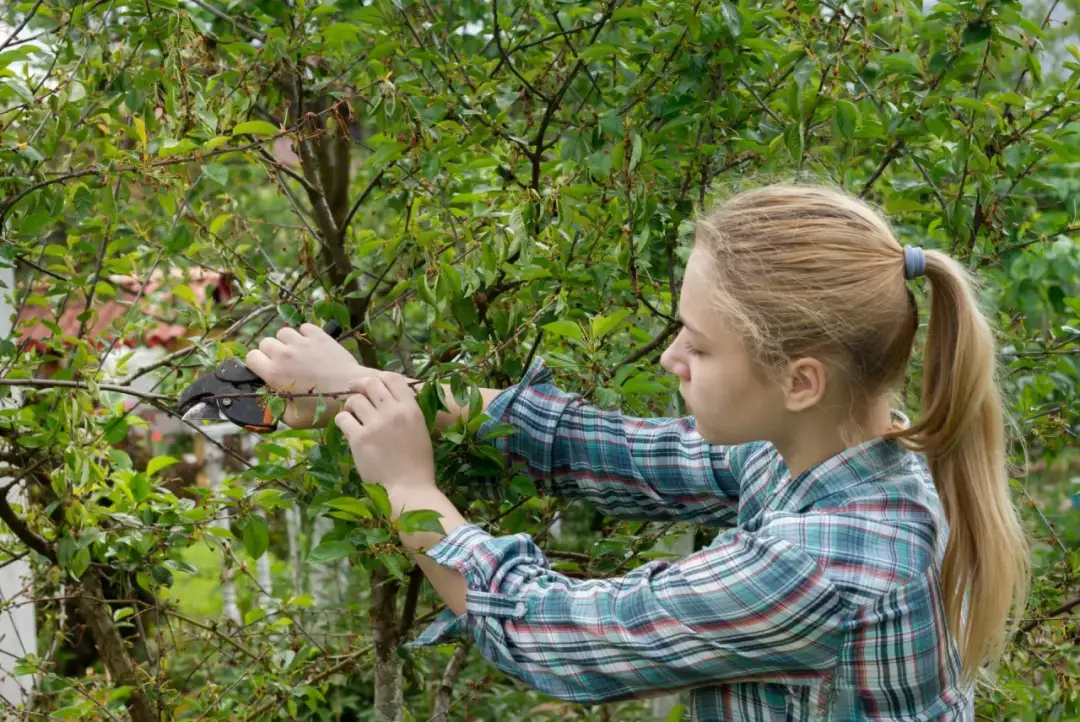 Jak przycinać czereśnie, aby uniknąć błędów i poprawić plony