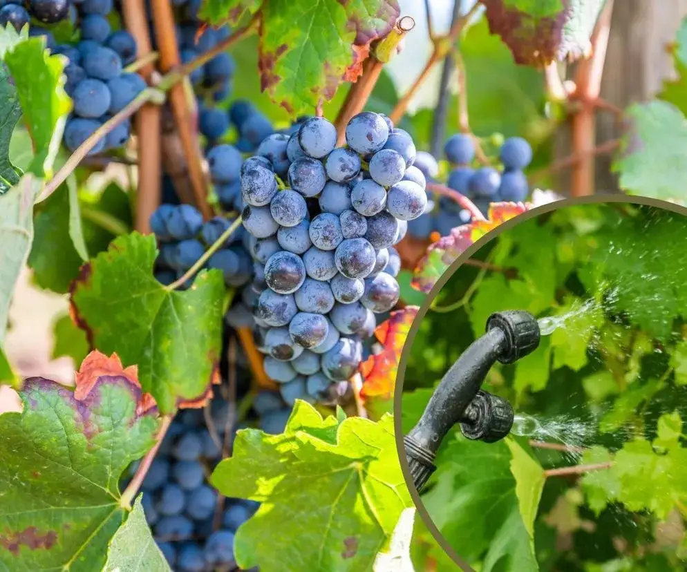 Skuteczne opryskiwanie winogron: naturalne i chemiczne środki ochrony roślin