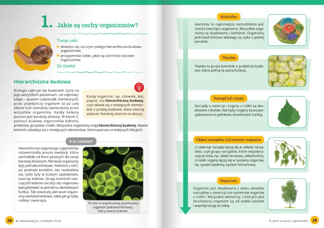 Zajęcia terenowe z biologii karta pracy – skuteczne materiały dla nauczycieli