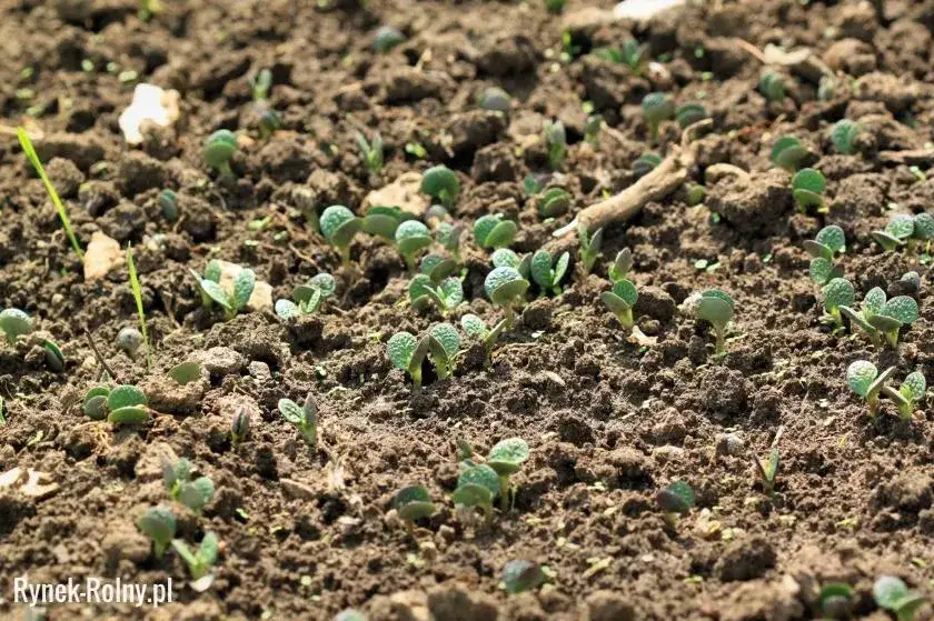 Kiedy siać łubin na przyoranie, aby uniknąć błędów w uprawie?