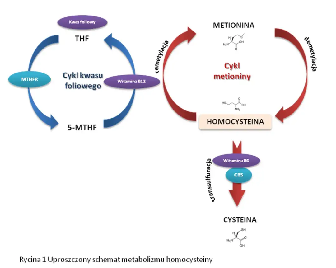 Dlaczego Podwyższony Poziom Homocysteiny Jest Groźny Dla Zdrowia? Przyczyny, Skutki i Jak to Leczyć