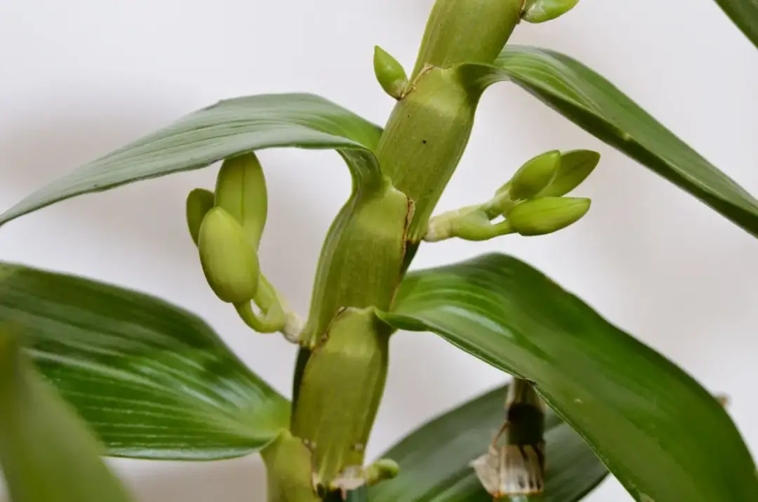 Pąki Dendrobium nobile: jak zadbać o bujne kwitnienie storczyka