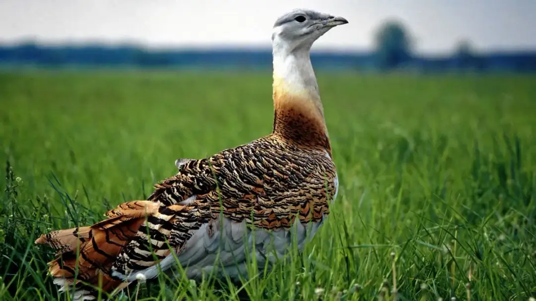 Ptaki które wyginęły w Polsce i na świecie – co musisz wiedzieć