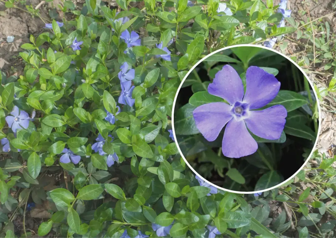 Barwinek pospolity w doniczce - najlepsze odmiany i pielęgnacja