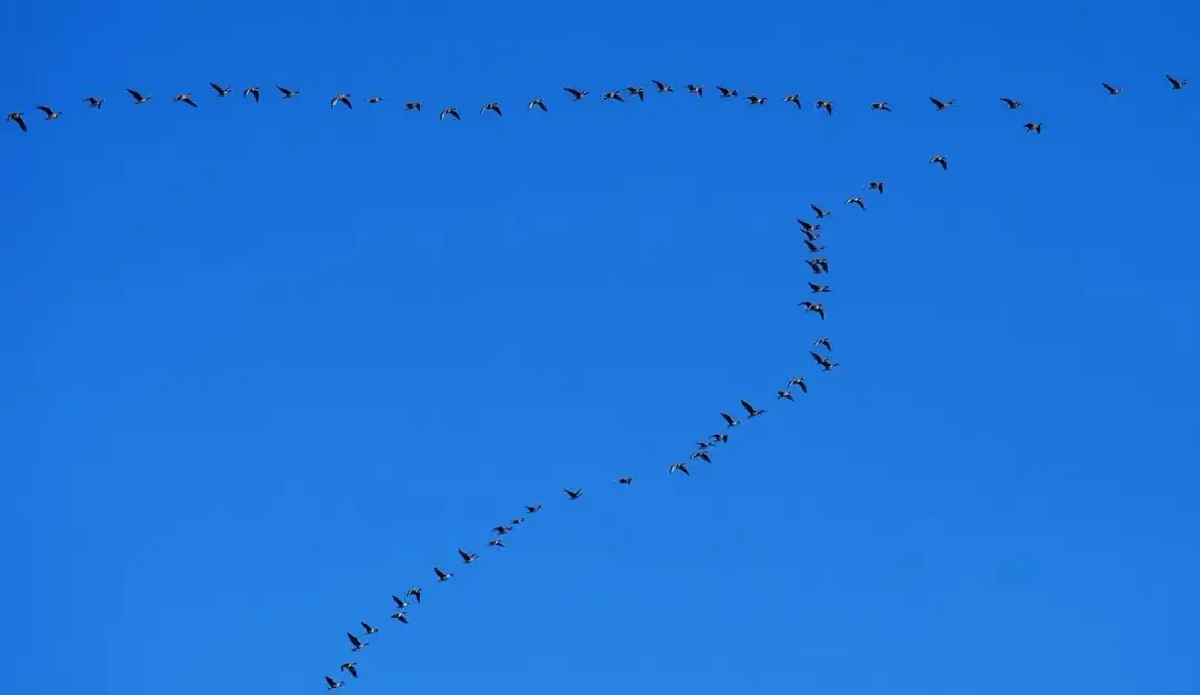 Tekst piosenki czekam na wiatr co rozgoni - analiza i znaczenie utworu