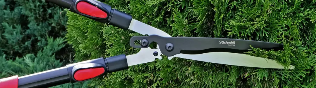 Kiedy ciąć tuje, aby uniknąć błędów w pielęgnacji roślin