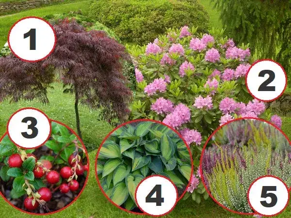 Jakie rośliny posadzić obok rododendronów, aby stworzyć piękne aranżacje?