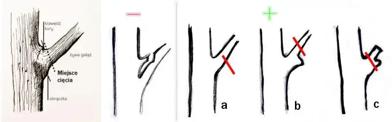 Przycinanie drzew owocowych: Krok po kroku do zdrowych plonów