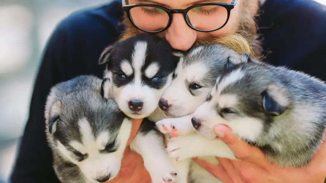 Ile można zarobić na hodowli psów? Poznaj realia biznesu