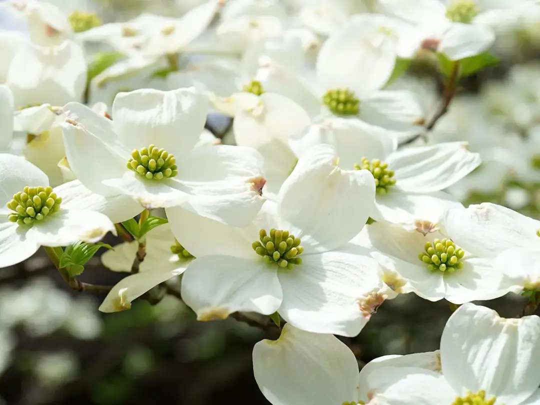 Co teraz kwitnie na biało? Odkryj piękne rośliny do ogrodu