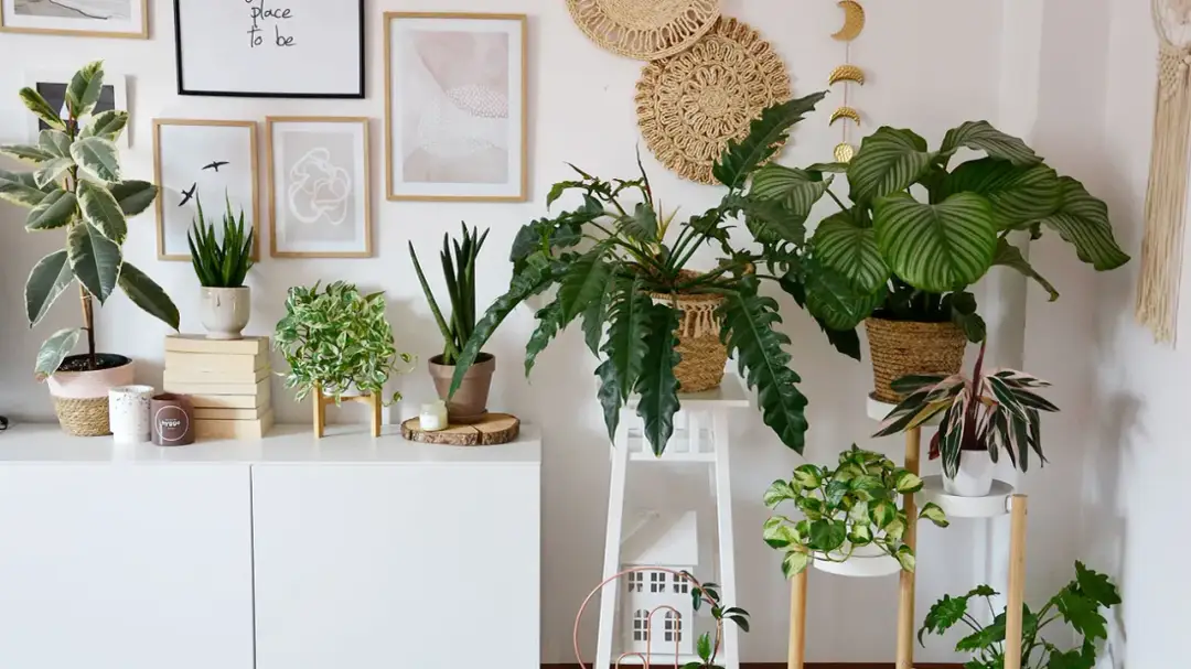 Idealne kwiaty do kwietnika: domowa dżungla i balkonowa oaza