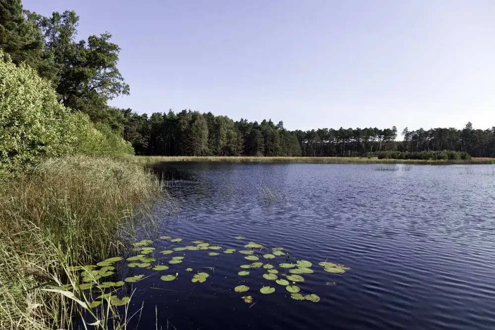 Rezerwat przyrody Jeleniak Mikuliny - odkryj jego unikalne bogactwo