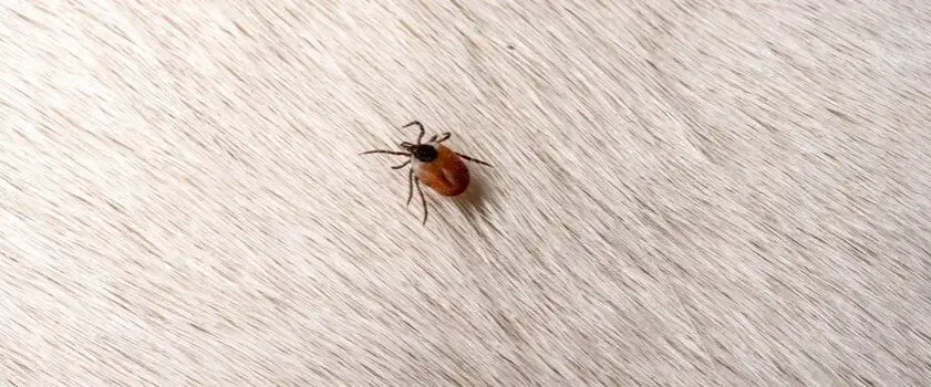 Jak usunąć kleszcza u kota - skuteczne metody i porady na zdrowie kota