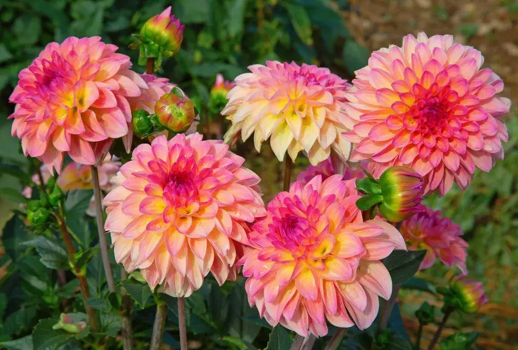 Kiedy sadzić dalie do donic, aby uniknąć błędów w uprawie?