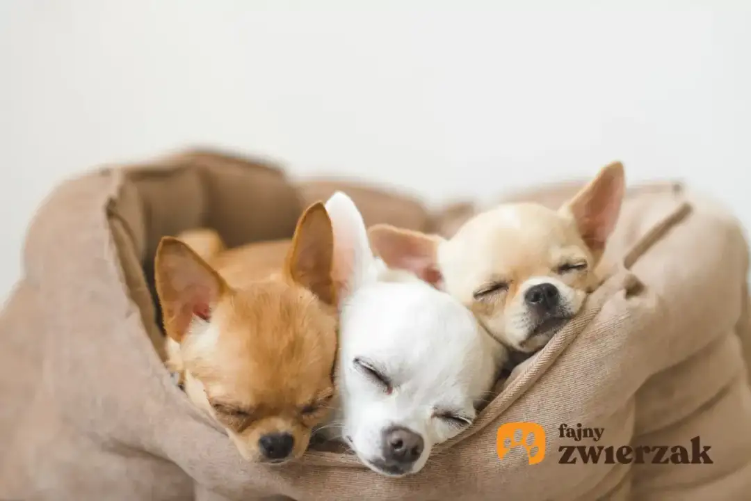 Kiedy szczeniaki otwierają oczy? Zaskakujące fakty o rozwoju pupila