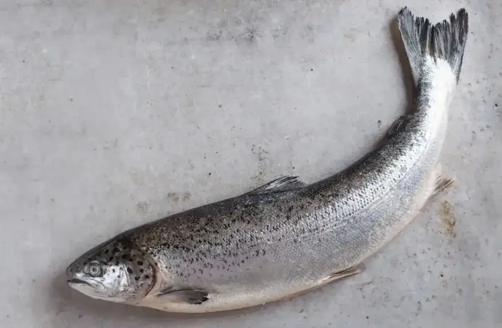 Czy łosoś występuje w Bałtyku? Poznaj jego zagrożoną populację