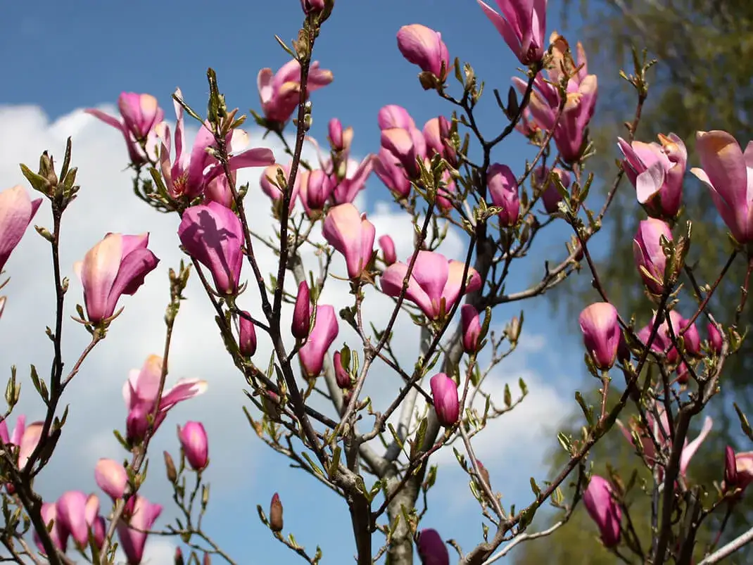 Jak przycinać magnolię, aby uniknąć uszkodzeń i zapewnić zdrowie rośliny