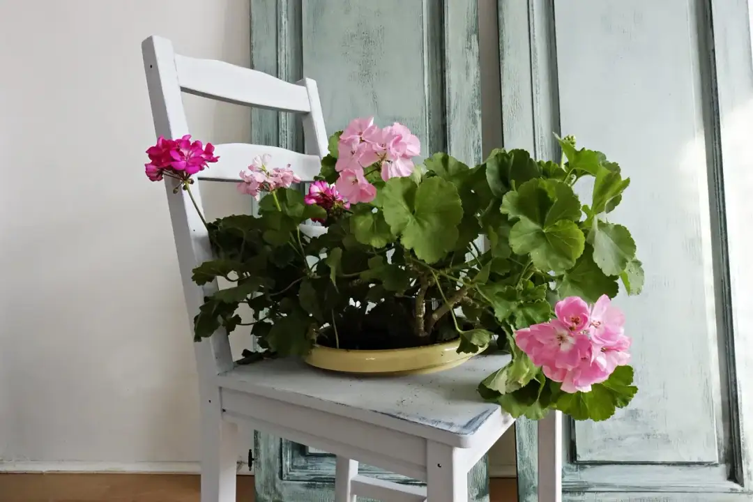 Jak zrobić kwietnik z krzesła - łatwe sposoby na stylową dekorację domu