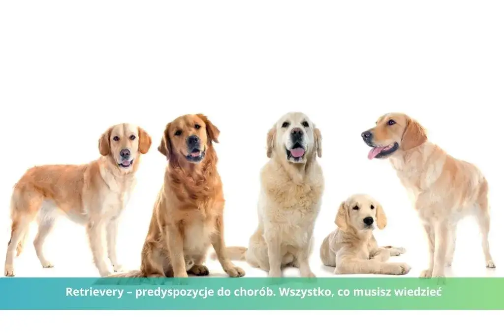 Jak umiera golden retriever - najczęstsze przyczyny i objawy chorób